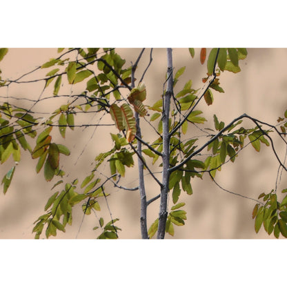 V4H1B753FD7C70109392C843F2F802E1C01R7092021P3